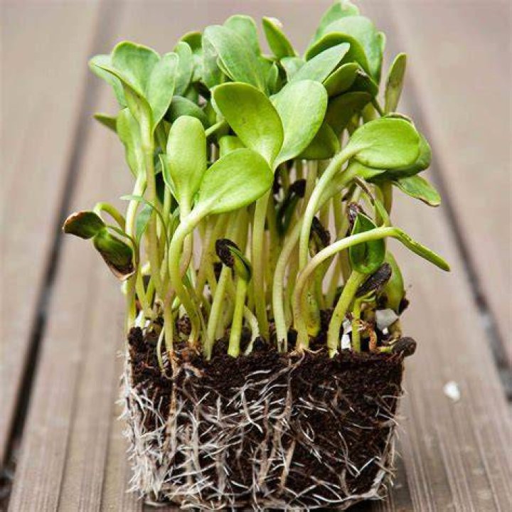 Are all sunflower sprouts edible