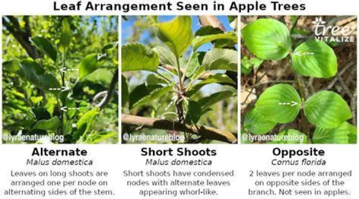 Are Apple Tree Leaves alternate or opposite