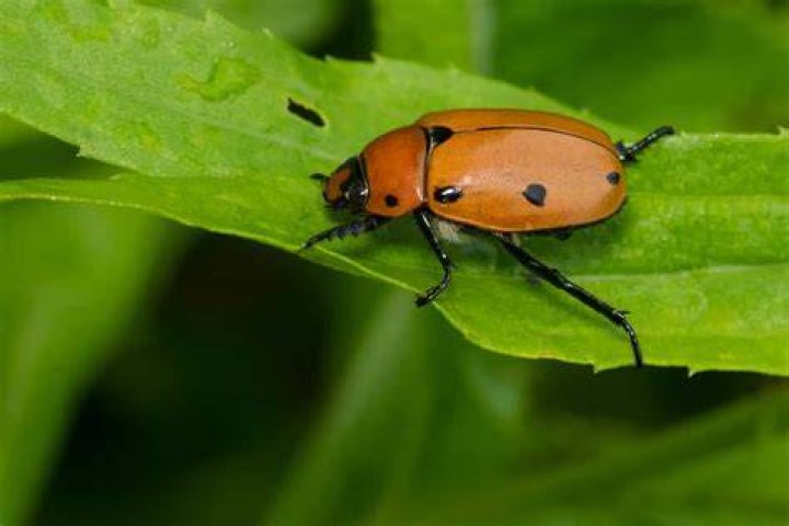 Are beetles harmful
