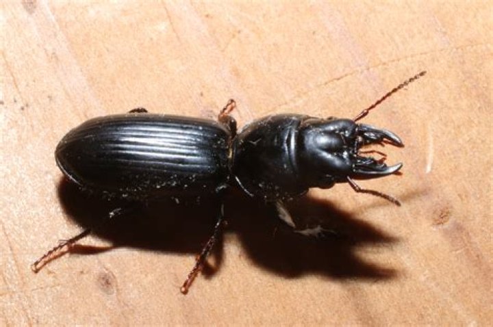 Are big headed ground beetles dangerous