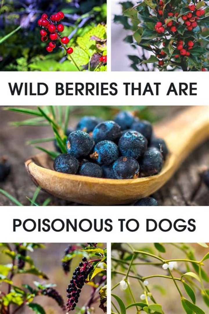 Are buckthorn berries poisonous to dogs