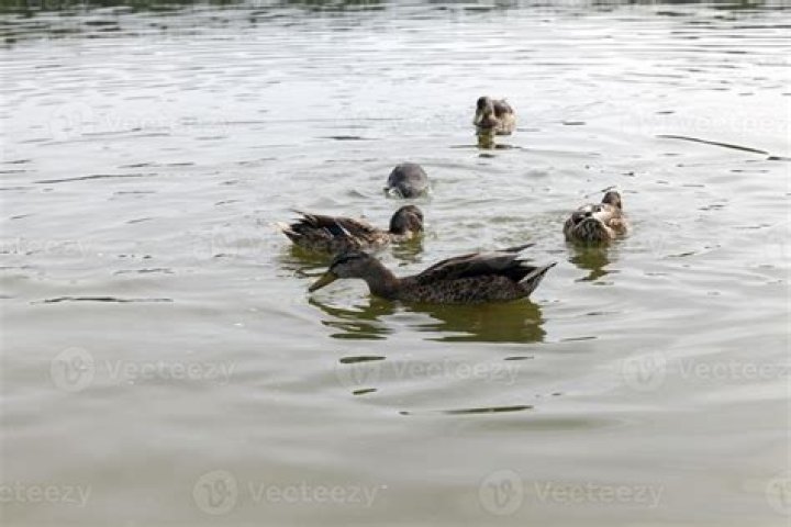 Are ducks good for the environment