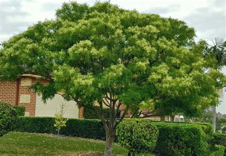 Are evergreen ash trees deciduous