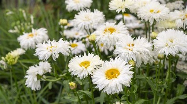 Are Gerber daisies Hardy