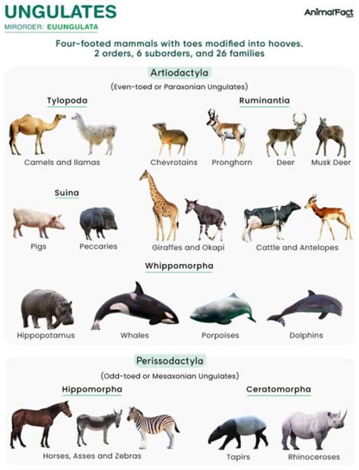 Are giraffes even toed ungulates
