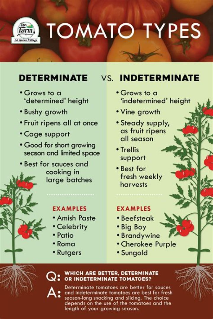 Are Hillbilly tomatoes determinate