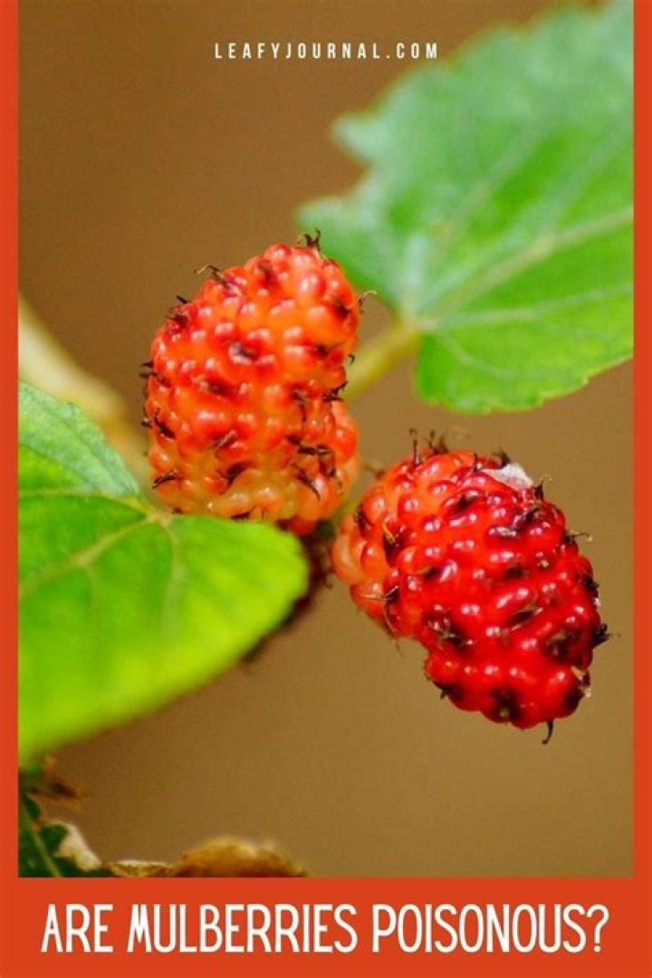 Are mulberry tree leaves poisonous