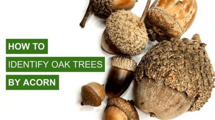 Are Oak mites only on oak trees