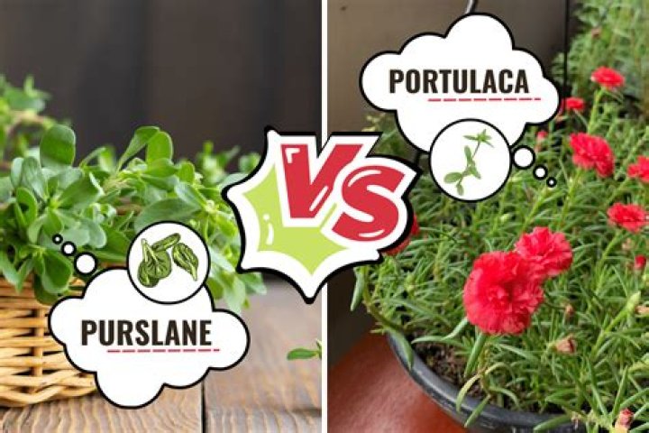 Are purslane and moss rose the same