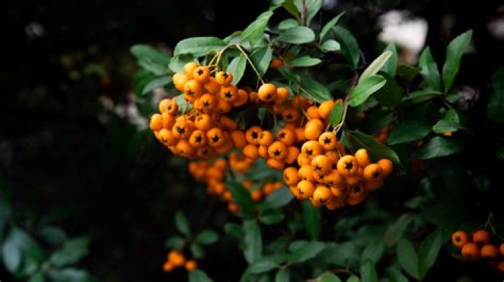 Are pyracantha berries poisonous to humans