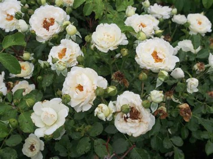 Are rock roses deer resistant