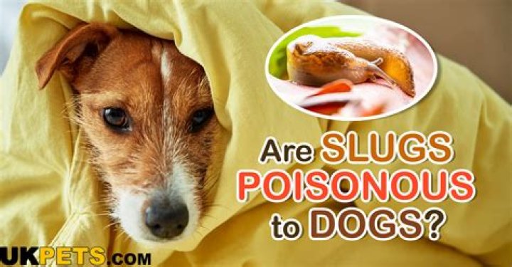Are slugs poisonous to dogs