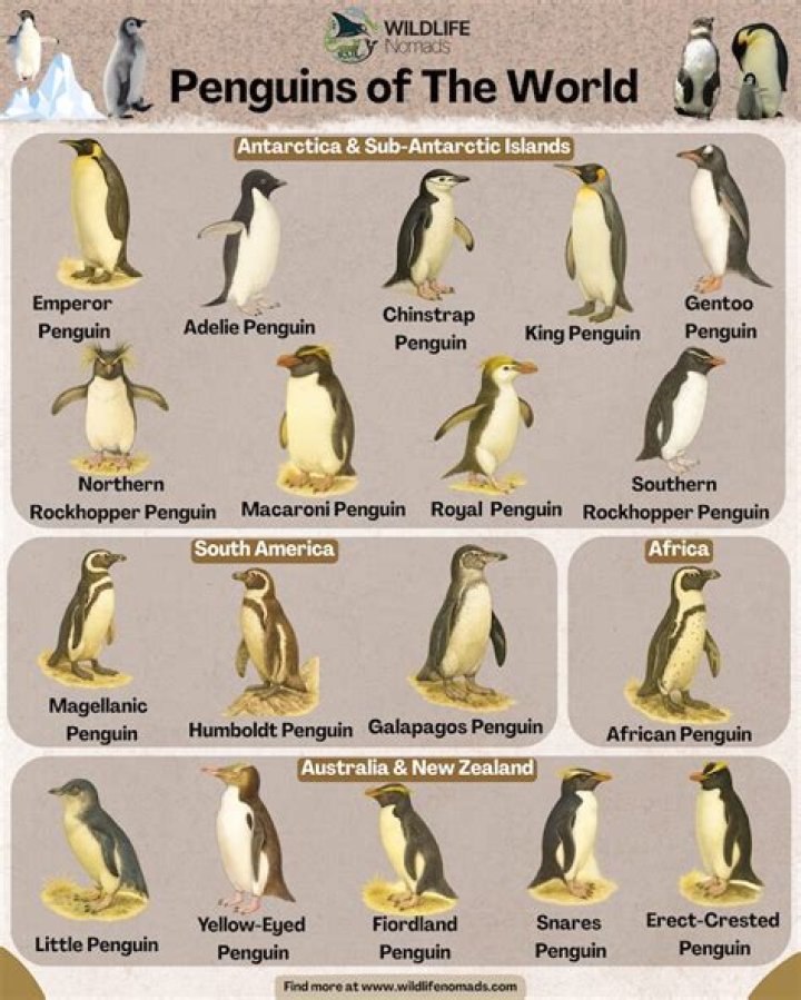 Are there 17 or 18 species of penguins