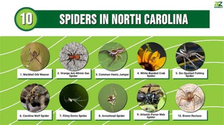 Are there any deadly spiders in North Carolina