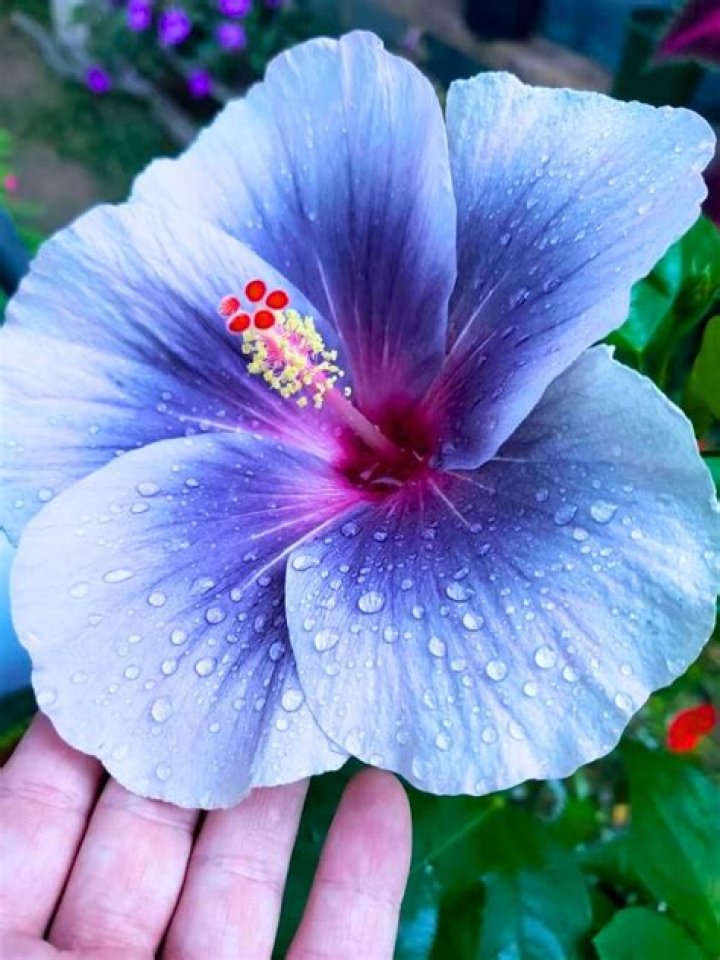 Are there blue hibiscus