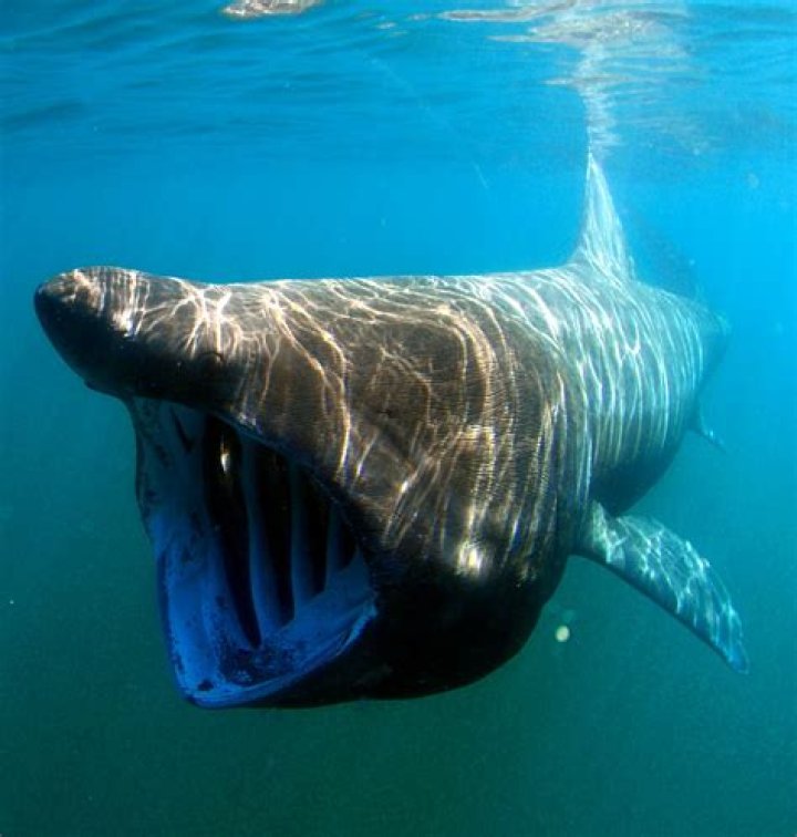 Are there dangerous sharks in Vanuatu