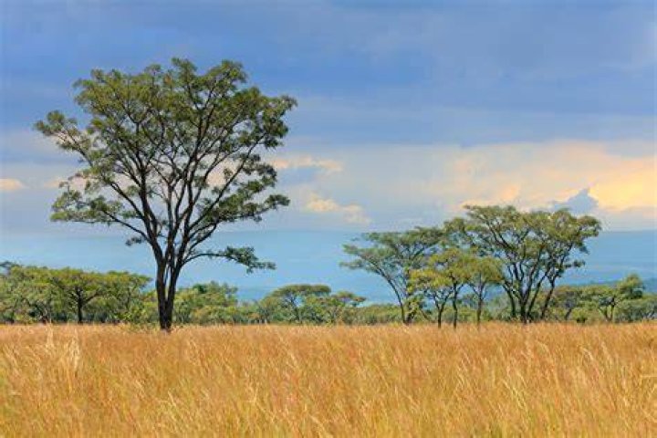 Are there grasslands in Florida