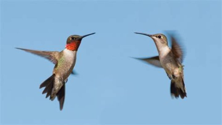 Are there hummingbirds in Iowa