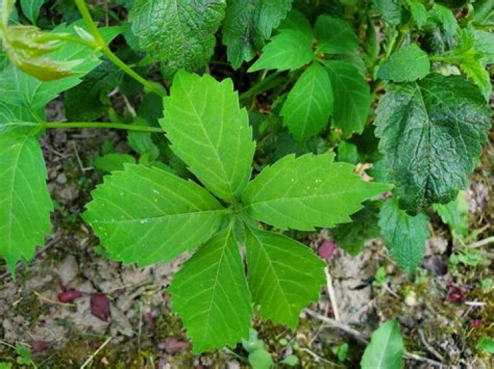 Are vines with 5 leaves poisonous