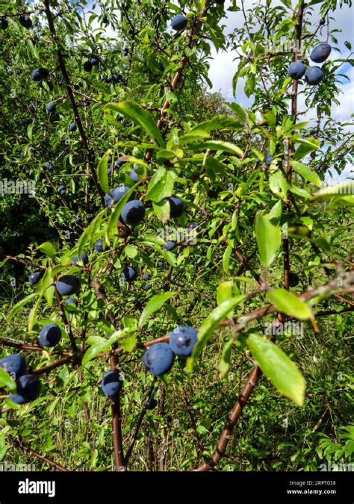 Are wild damsons edible