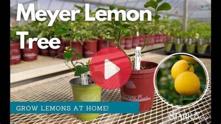 Can a Meyer lemon tree grow indoors