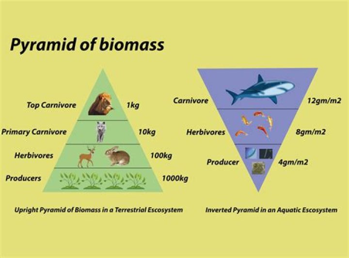 Can a pyramid of biomass be inverted