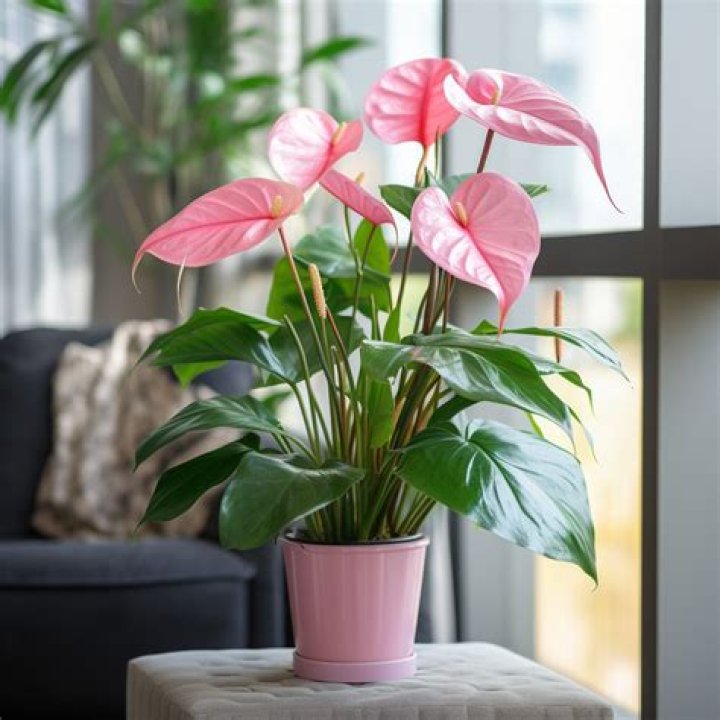 Can anthuriums be grown indoors