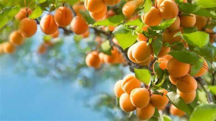 Can apricot trees grow in Florida