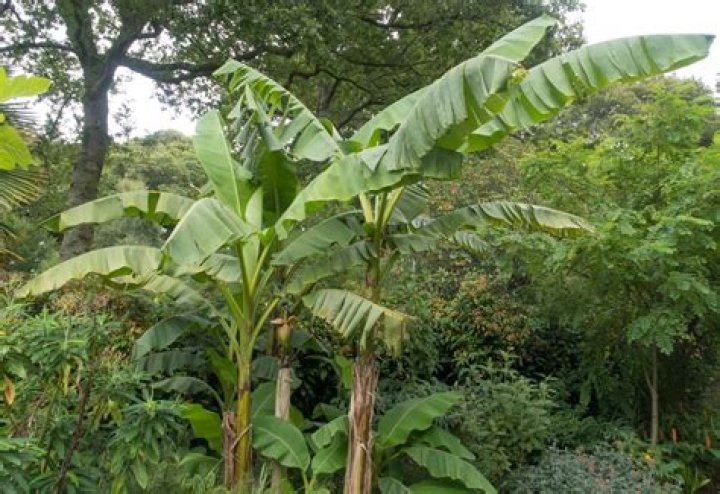 Can banana plants grow in UK