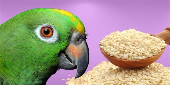 Can birds eat sesame seeds