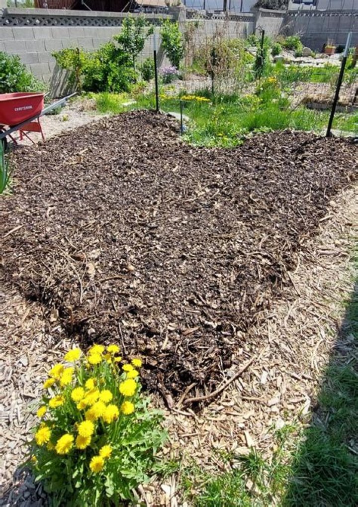 Can Brambles compost