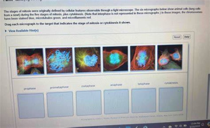 Can cells be represented by models