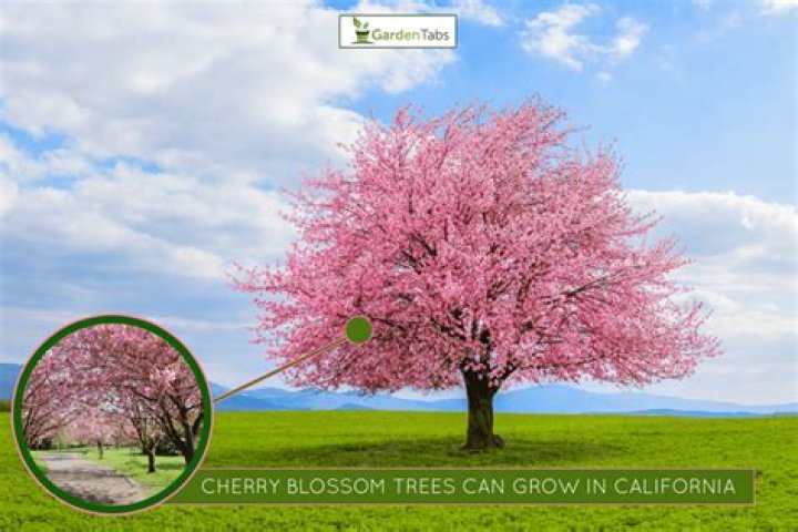 Can cherry trees grow in Central Texas