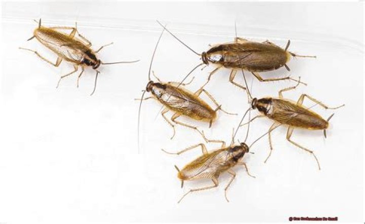 Can cockroaches be small