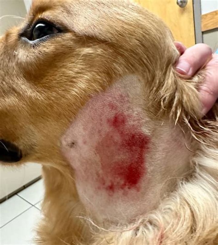 Can Dog Grooming cause hot spots