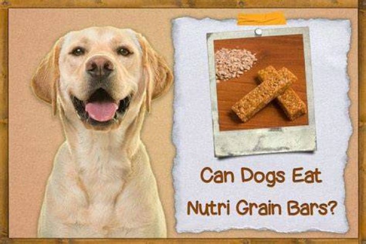 Can dogs eat Nutri Grain bars
