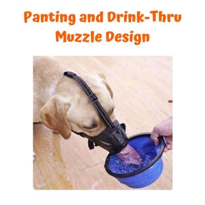 Can dogs still drink with muzzles on