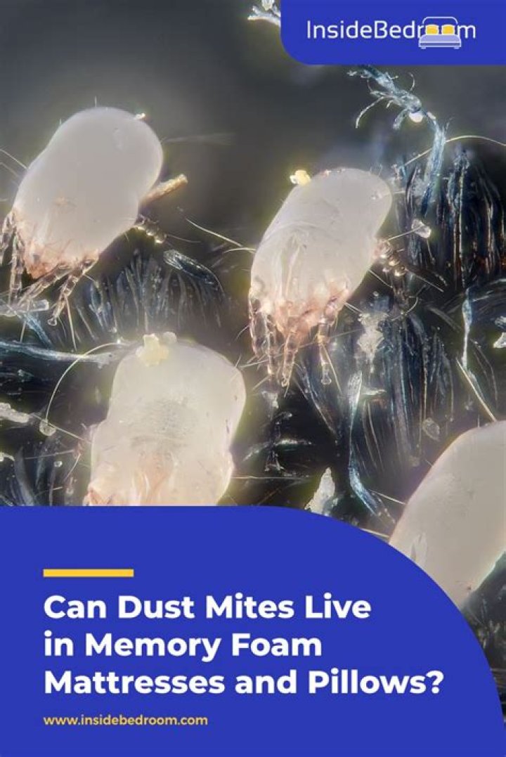Can dust mites live in foam pillows