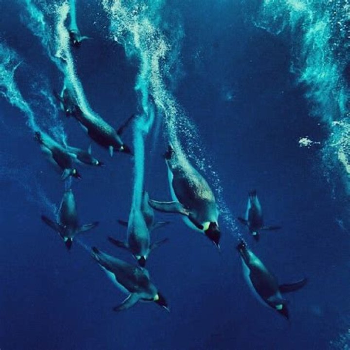Can emperor penguins breathe underwater