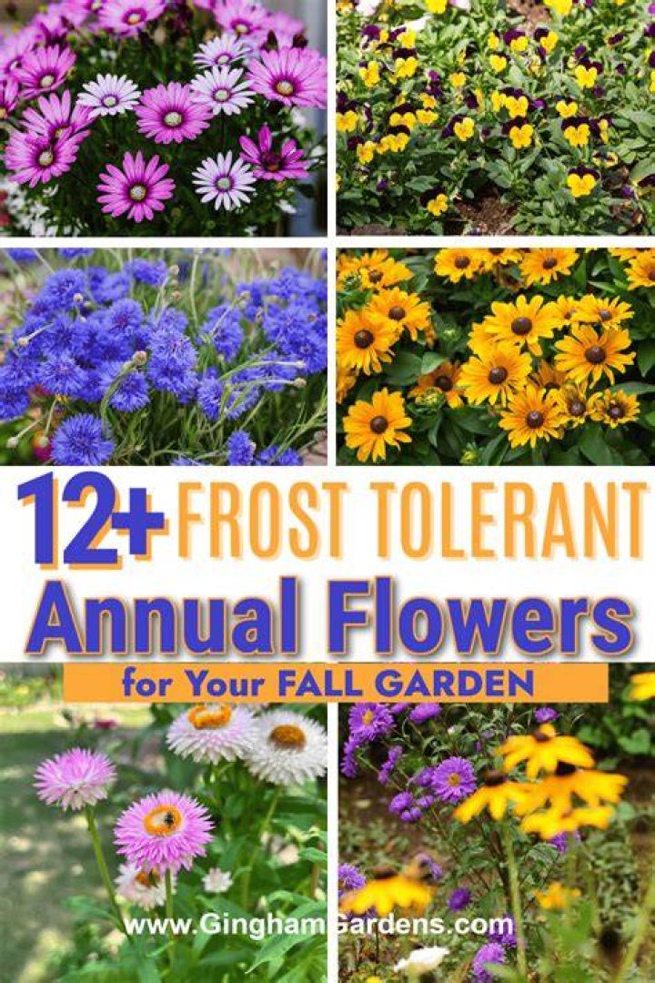 Can flowers survive frost