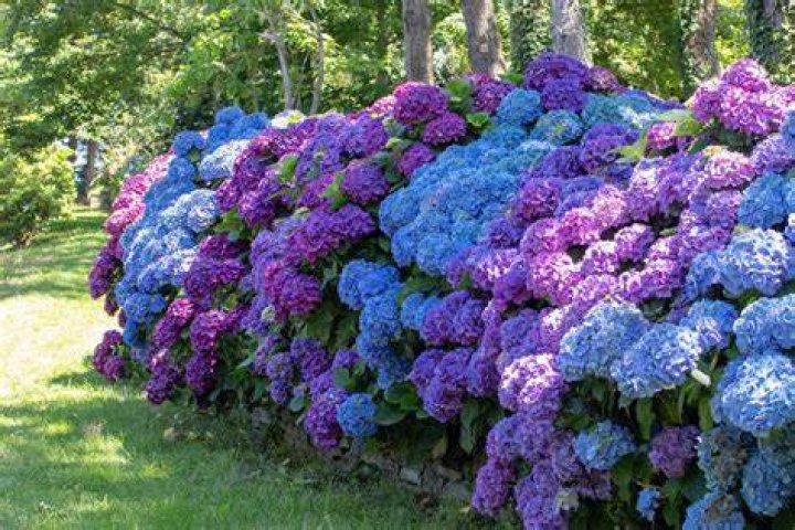 Can hydrangeas be moved