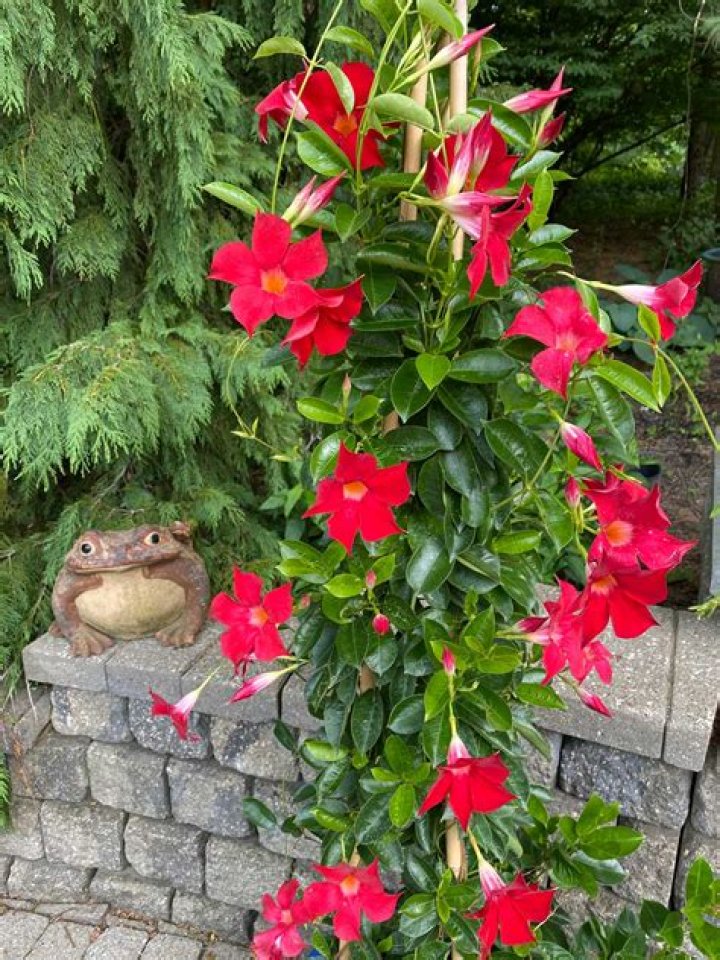 Can I bring my mandevilla inside for the winter