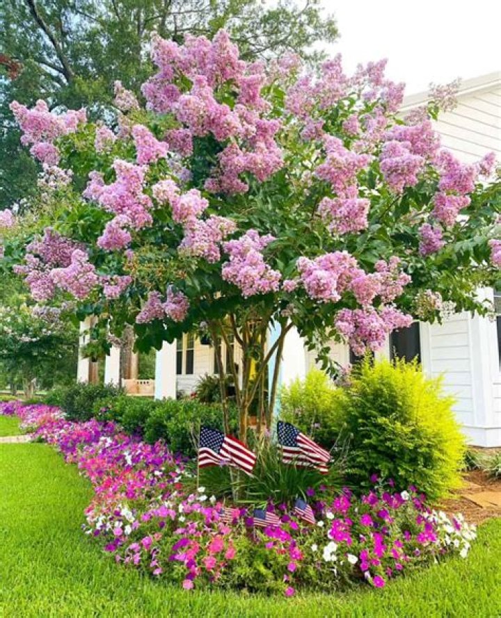Can I prune crepe myrtles in January