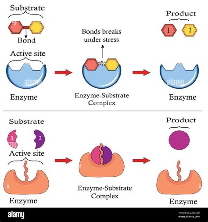 Can I use stress coat and stress Zyme at the same time