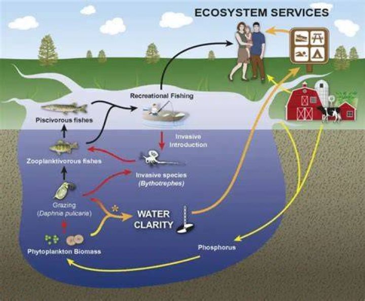 Can invasive species be beneficial