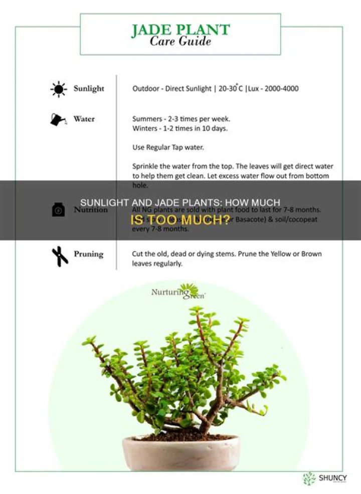 Can jade plants be in direct sunlight