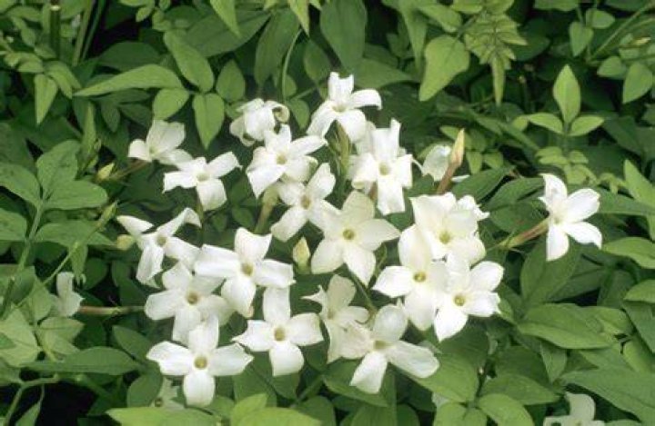 Can jasmine grow in Zone 7
