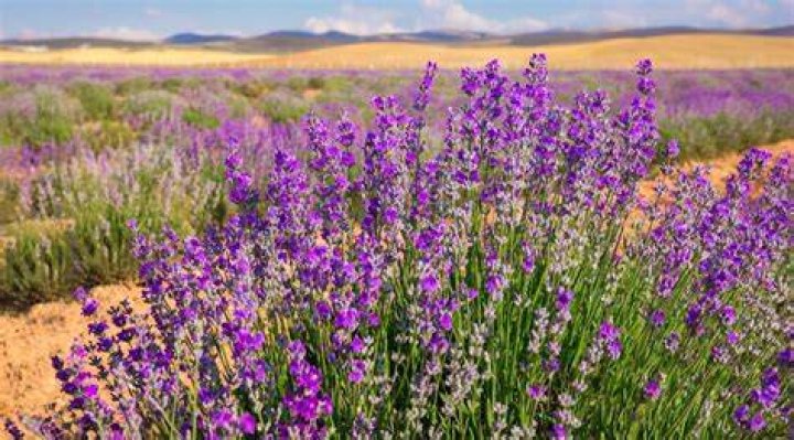 Can lavender grow in cold climates