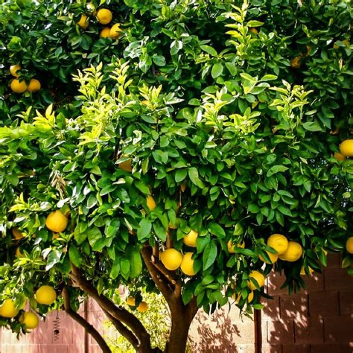 Can lemon trees grow in Texas
