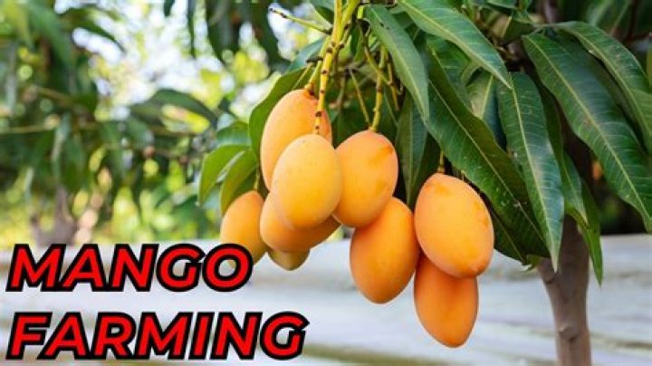 Can mangoes grow in San Diego